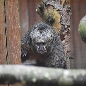 White-faced saki