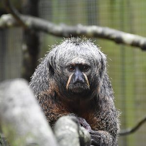 White-faced saki