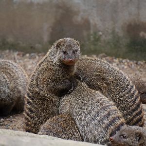 Banded mongoose