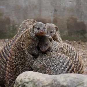 Banded mongoose