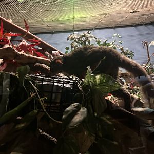 Greater bushbaby (Better angle photo)