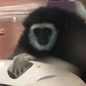 Primate house, White handed gibbon