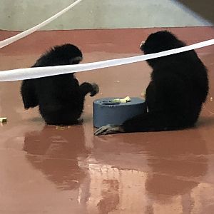 Primate house, White handed gibbons