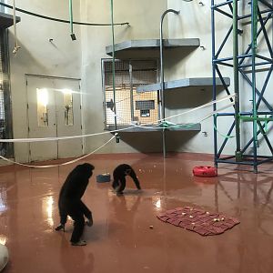 Primate house, White handed gibbons