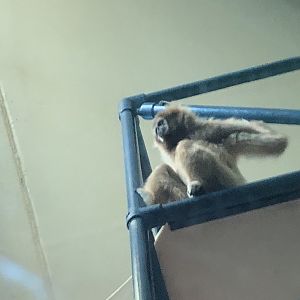 Primate house, White handed gibbon