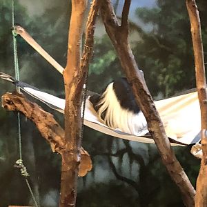 Primate house, Colobus monkey