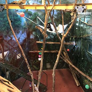 Primate house, Colobus monkey exhibit