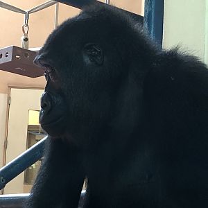 Primate house, Gorilla