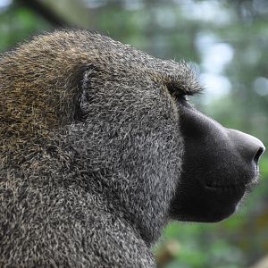 Olive baboon