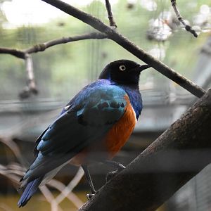 Superb starling