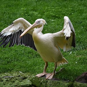 Great white pelican