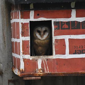 Barn owl