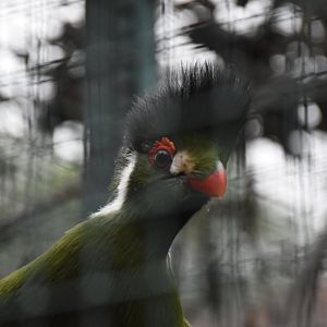 White-cheeked turaco