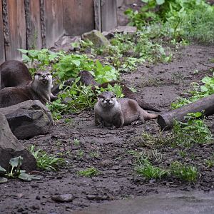 Asian small-clawed otter