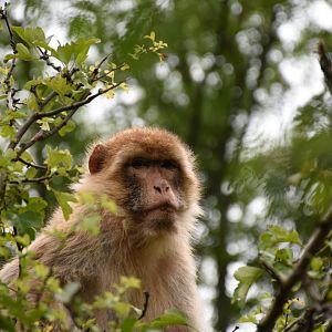 Barbary macaque