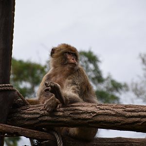 Barbary macaque
