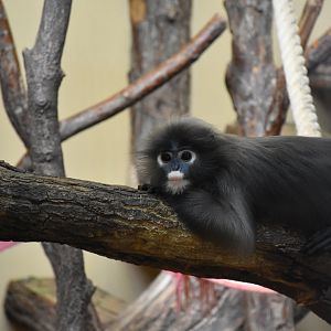 Dusky leaf monkey / Spectacled langur