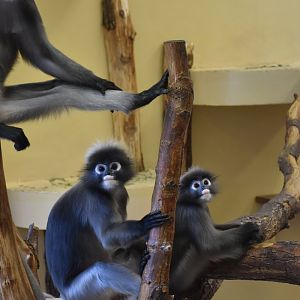 Dusky leaf monkey / Spectacled langur