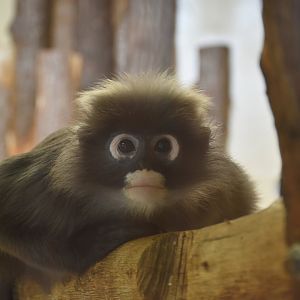 Dusky leaf monkey / Spectacled langur