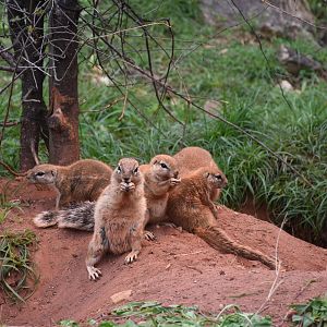 Cape ground squirrel