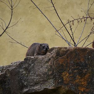Rock hyrax