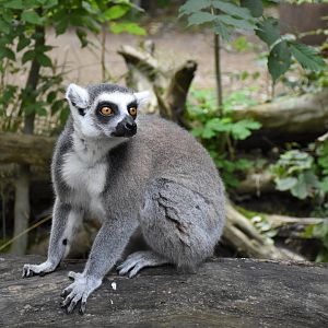 Ring-tailed lemur