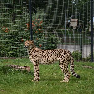 South African cheetah
