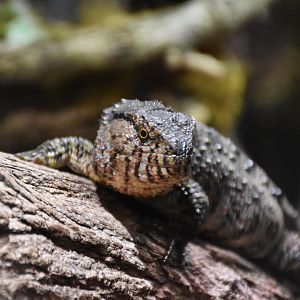 Vietnamese crocodile lizard