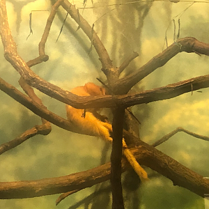 Primate house, Golden lion tamarin