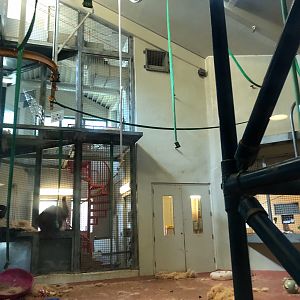 Primate house, Indoor orangutan and gibbon exhibit