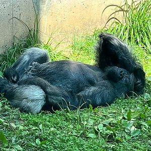 Primate house, Gorilla