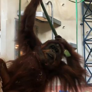 Primate house, Orangutan