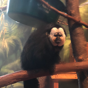 Primate house, White faced saki monkey