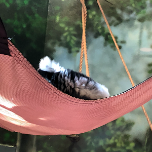 Primate house, Black and white ruffed lemur