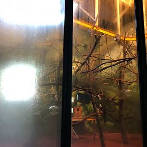 Primate house, Tamarin and saki exhibit