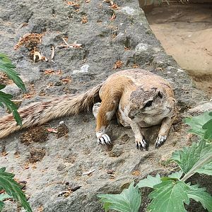 Prague Zoo - Cape Ground Squirrel