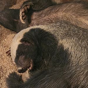 Prague Zoo - Honey Badger dreaming