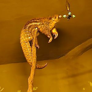 Prague Zoo - Chinese Pangolin