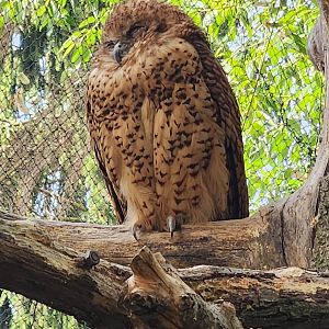 Prague Zoo - Pel's Fishing Owl
