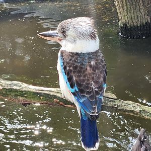 Prague Zoo - Blue-winged Kookaburra