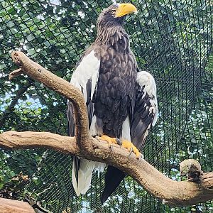 Prague Zoo - Steller's Sea Eagle