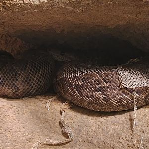 Prague Zoo - Cuban Boa