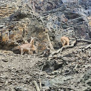 Prague Zoo - Barbary Sheep