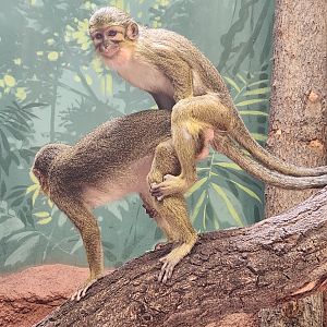 Prague Zoo - Talapoins dedicated to conservation