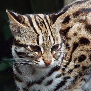 Leopard Cat, Axe Valley