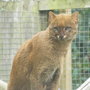 Jaguarundi, Axe Valley