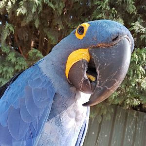 hyacinth macaw 2023