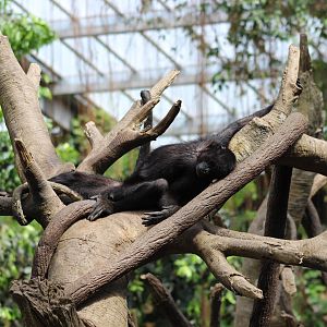 Black-headed Spider Monkey