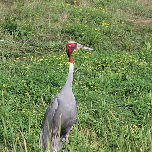Sarus Crane
