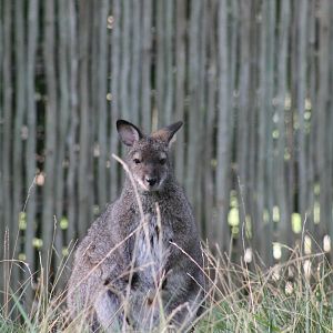 Bennett's Wallaby